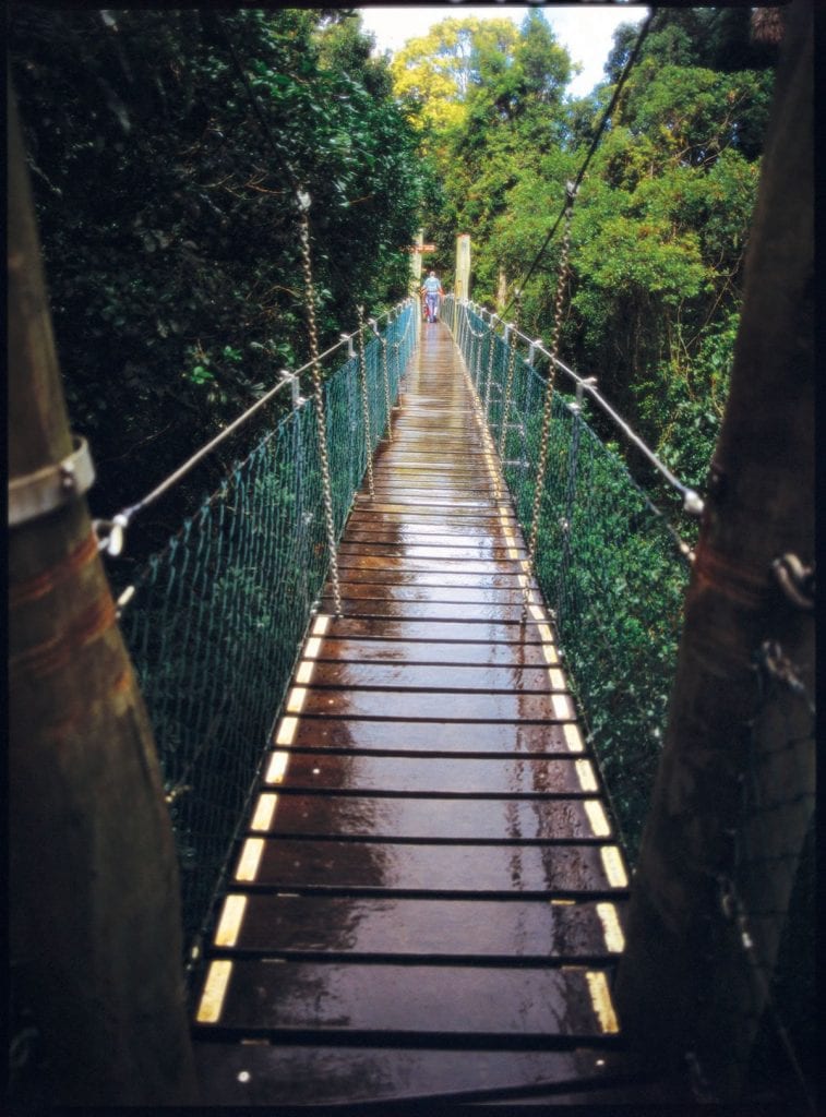 Oreillys Rainforest Retreat01