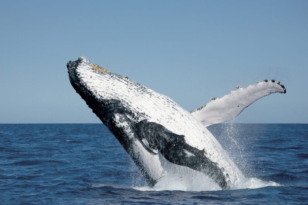 Fraser Island Inc Whale Watch Cruise08